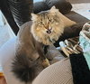 Mrs.Claws #1705 - Offered by Owner- Snuggler