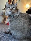 Mrs.Claws #1705 - Offered by Owner- Snuggler