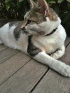 BARRY ALLEN #1707- Offered by Owner- In/Out Sr.