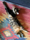 PURRRL #1709- Offered by Owner - Young Female
