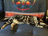 PURRRL #1709- Offered by Owner - Young Female