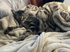 PURRRL #1709- Offered by Owner - Young Female