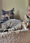 Meadow & Maureen #1711 Offered by Owner - Sisters