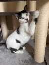 COOKIE - Offered by Owner - Young Female
