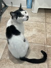 COOKIE - Offered by Owner - Young Female