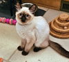 GIRLIE & BOBBY - Mom and Male SiameseKitten