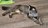 GIRLIE & BOBBY - Mom and Male SiameseKitten