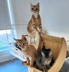 Butterfinger & Reese - Male Kitten Pair