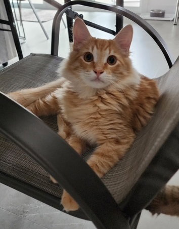 Reese and Baby Ruth - Sibling kitten pair