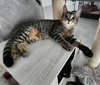 Reese and Baby Ruth - Sibling kitten pair