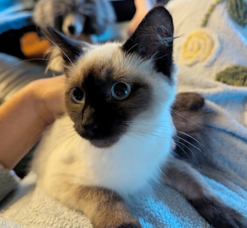 DAVI #1715 - Offered by Owner - Siamese Mix