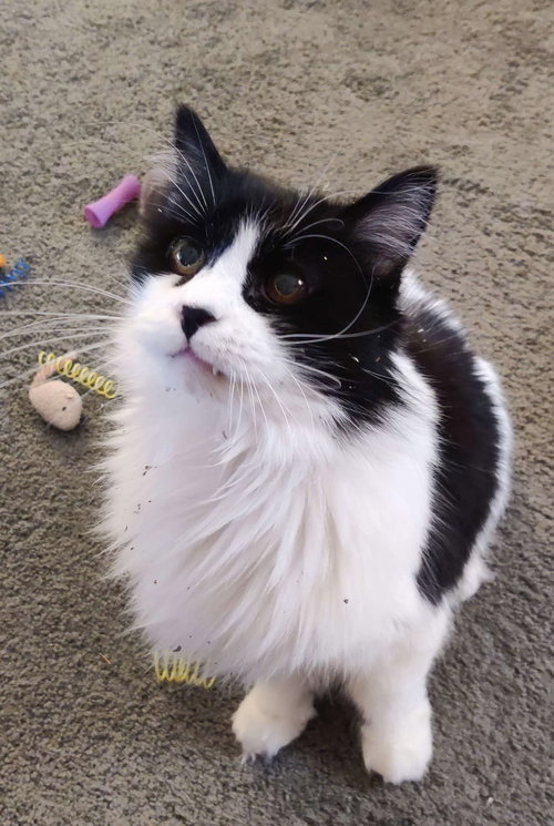 PENNY #1714 - Offered by Owner - Pretty Senior