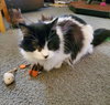 PENNY #1714 - Offered by Owner - Pretty Senior