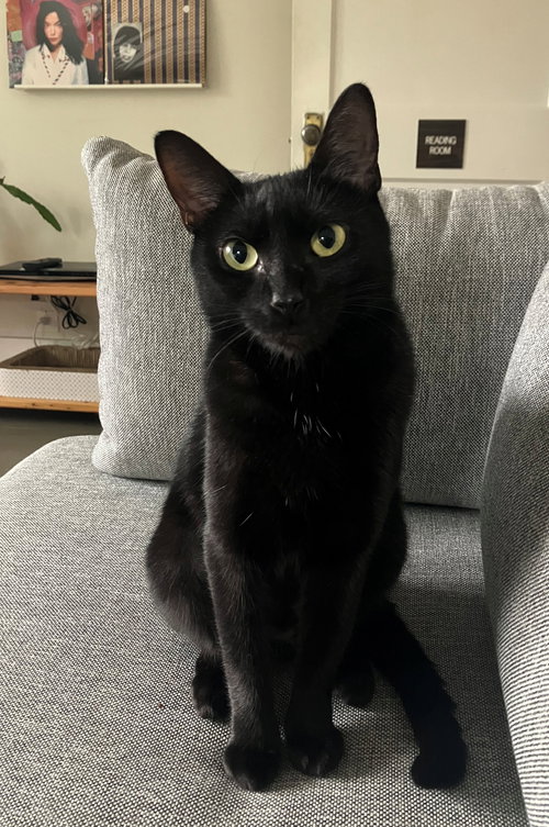 LITTLE BIT #1718 - Offered by Owner - Young Female