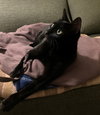 LITTLE BIT #1718 - Offered by Owner - Young Female