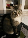 MURPHY #1720 - Offered by Owner - Female