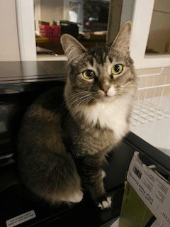MURPHY #1720 - Offered by Owner - Female
