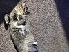 MURPHY #1720 - Offered by Owner - Female