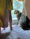 MURPHY #1720 - Offered by Owner - Female