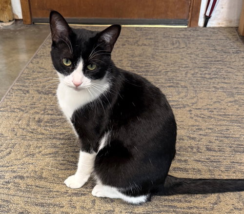 MIA #1721 - Offered by Owner - Young Female