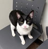 MIA #1721 - Offered by Owner - Young Female