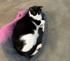 MIA #1721 - Offered by Owner - Young Female