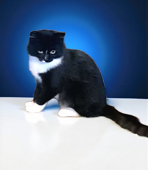 DANTE #1719 - Offered by Owner - Young Male