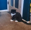 DANTE #1719 - Offered by Owner - Young Male