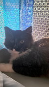 DANTE #1719 - Offered by Owner - Young Male