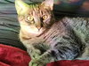 FREYA #1722 -  Offered by Owner - Family Cat