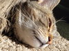 FREYA #1722 -  Offered by Owner - Family Cat