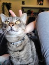 FREYA #1722 -  Offered by Owner - Family Cat