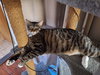 DAUNTLESS #1723- Offered by Owner - Young Male