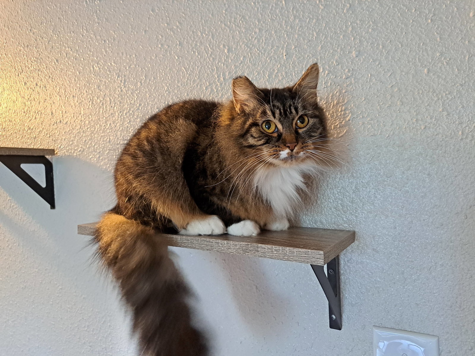 HERA #1724 - Offered by Owner - Shy Female Image
