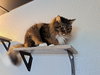 HERA #1724 - Offered by Owner - Shy Female