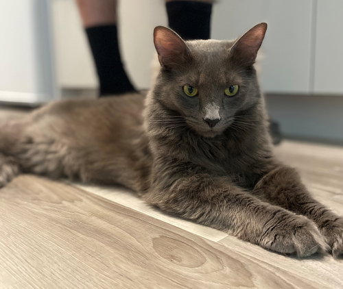 SMOKEY #1725 - Offered by Owner - Young Male
