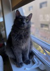 SMOKEY #1725 - Offered by Owner - Young Male