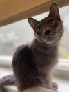 SMOKEY #1725 - Offered by Owner - Young Male
