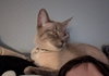 SMOKIE #1727 - Offered by Owner - Lynx Pt.Siamese