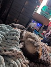 SMOKIE #1727 - Offered by Owner - Lynx Pt.Siamese