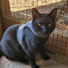BABY #1728 - Offered by Owner -Young one-eye boy