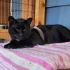 BABY #1728 - Offered by Owner -Young one-eye boy