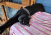 BABY #1728 - Offered by Owner -Young one-eye boy