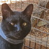BABY #1728 - Offered by Owner -Young one-eye boy
