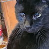 BABY #1728 - Offered by Owner -Young one-eye boy