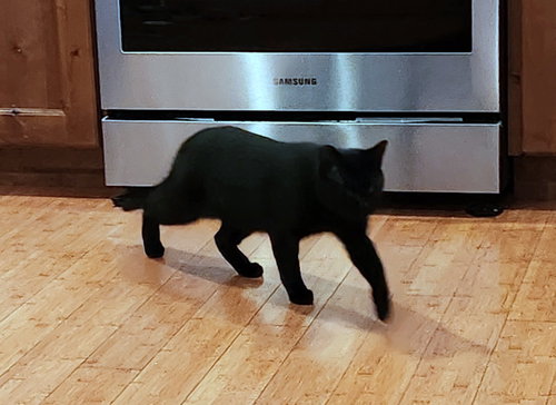 BABY #1728 - Offered by Owner -Young one-eye boy