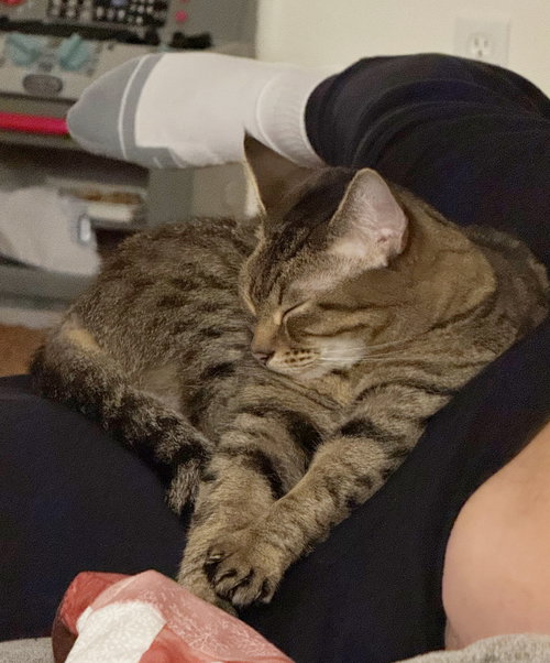 SORA #1729 - Offered by Owner - Tabby Girl