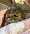 SORA #1729 - Offered by Owner - Tabby Girl