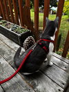 Jojo #1730 - Offered by Owner - Friendly Male