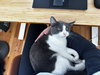 Jojo #1730 - Offered by Owner - Friendly Male